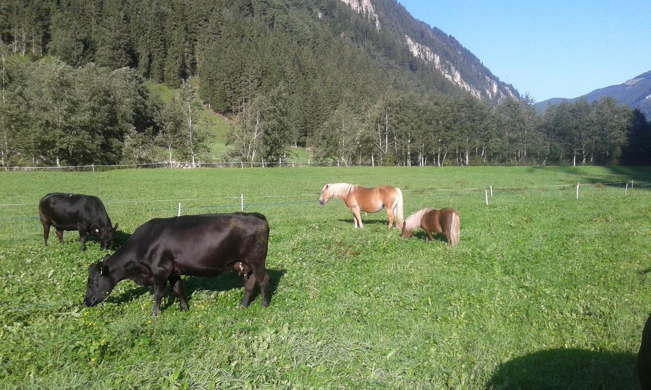 Hotel Gasthaus Haeusling Alm à Mayrhofen Extérieur photo